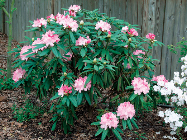 Rhododendron 'Peppermint Twist'