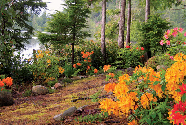 Exbury azaleas bordering a lake path in 
Caron Gardens at Pender Harbour on the Sunshine Coast of British Columbia.
