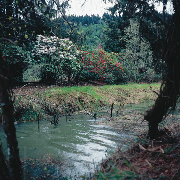 View from house area across slough showing rhododendrons