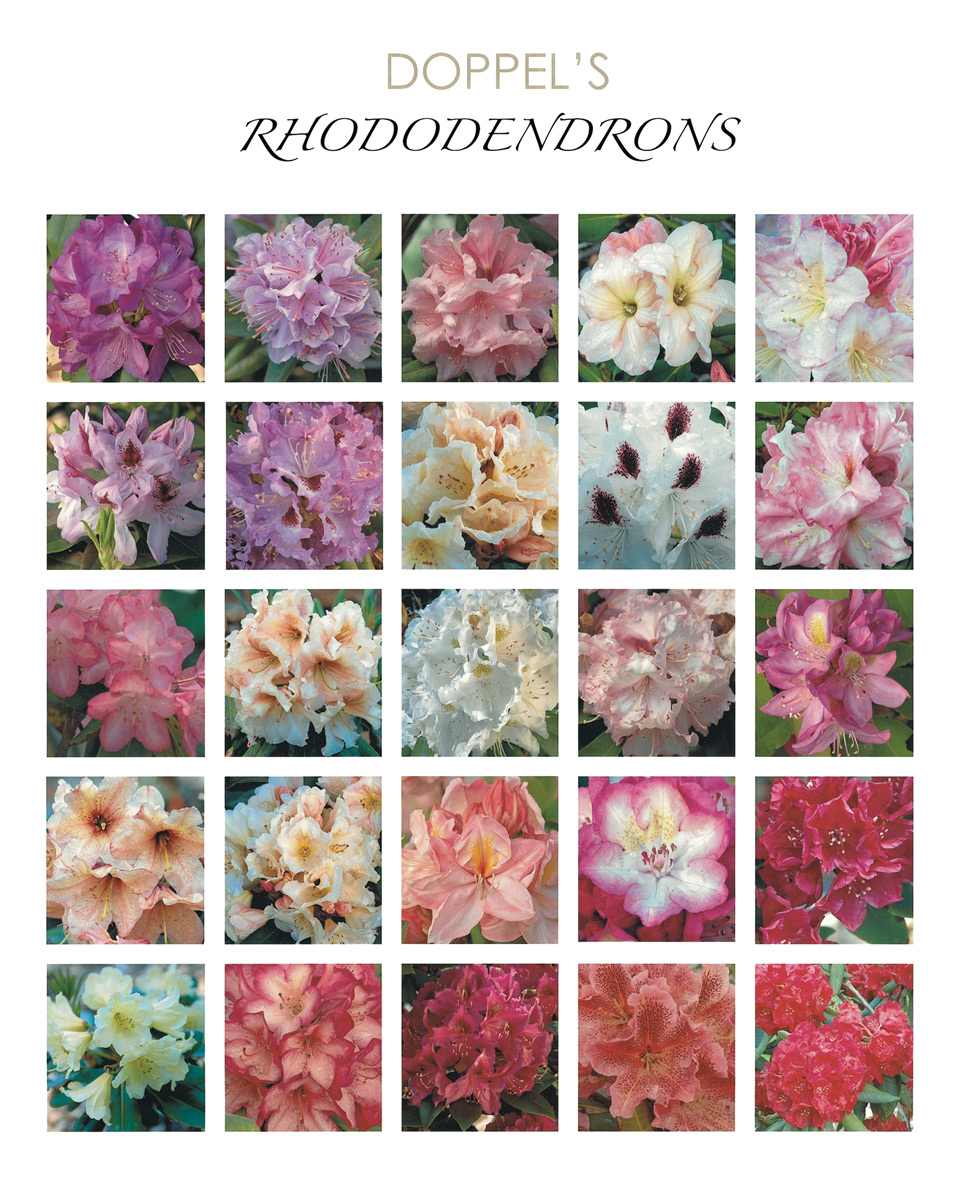 Poster of John Doppel rhododendrons