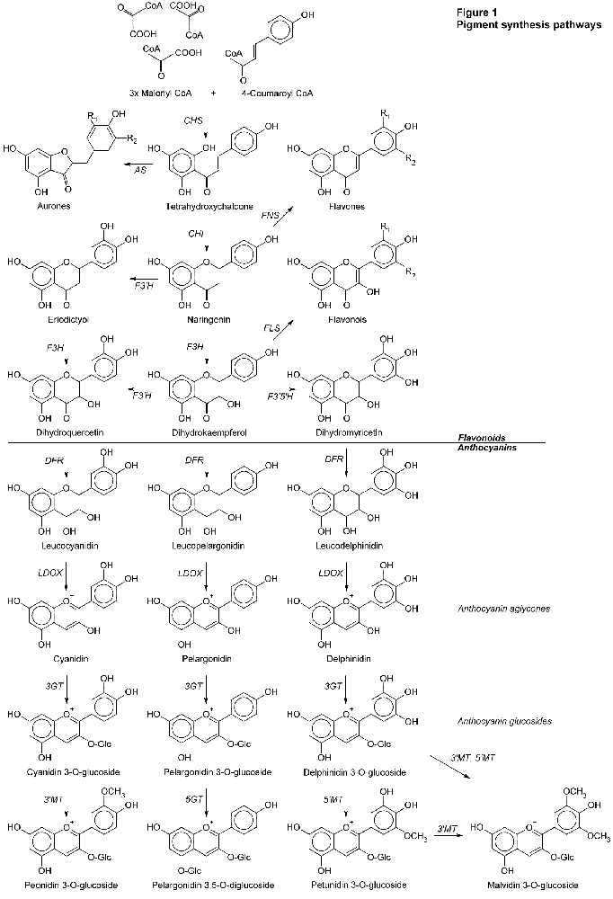 Pigment synthesis pathways