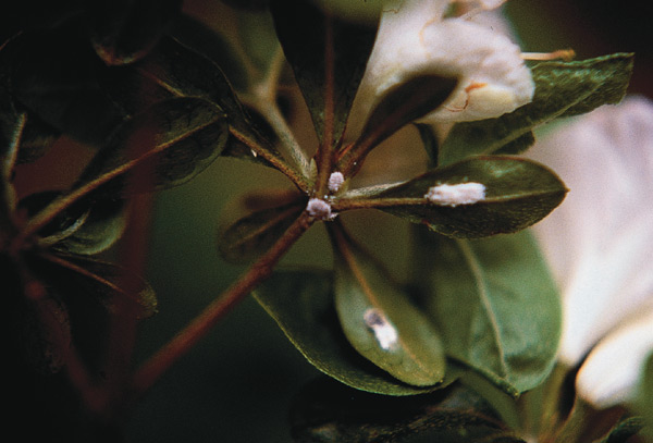 Mealybugs on a rhododendron leaf