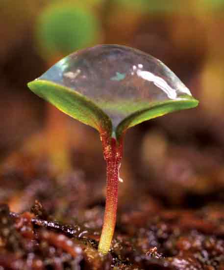 Figure 1. Oryzalin-agar 
treatment of hybrid<em> Rhododendron</em> seedling