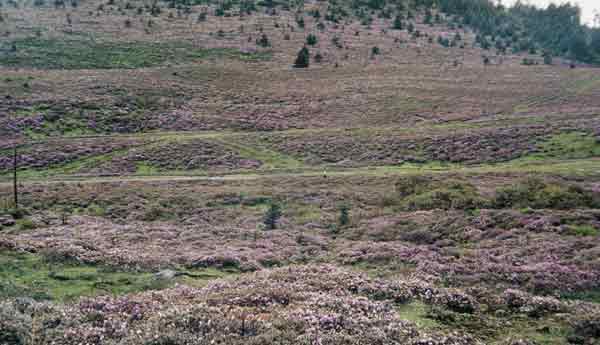 Alpine mountainside 
of rhododendron heath.