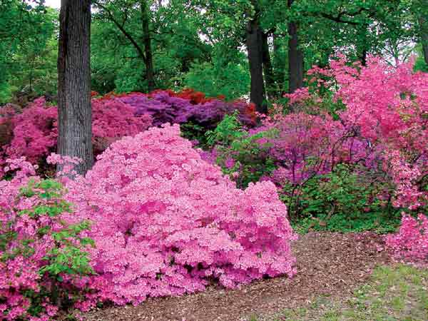Contemporary view 
of the massive azalea display on the southern face of Mt. Hamilton.