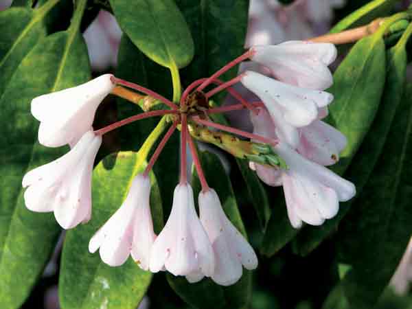 Rhododendron argyrophyllum ssp. argyrophyllum