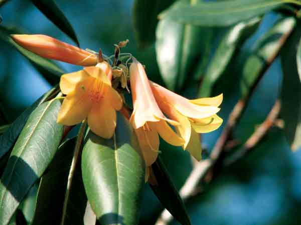 Rhododendron cinnabarinum ssp. cinnabarinum