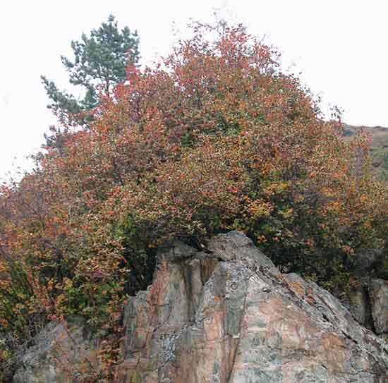 Figure 3 Dry southwest-facing slope,
2 m tall Rhododendron with dark-red leaves growing on top of a rock.