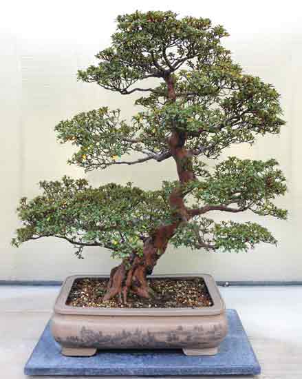 Rhododendron nakaharae bonsai