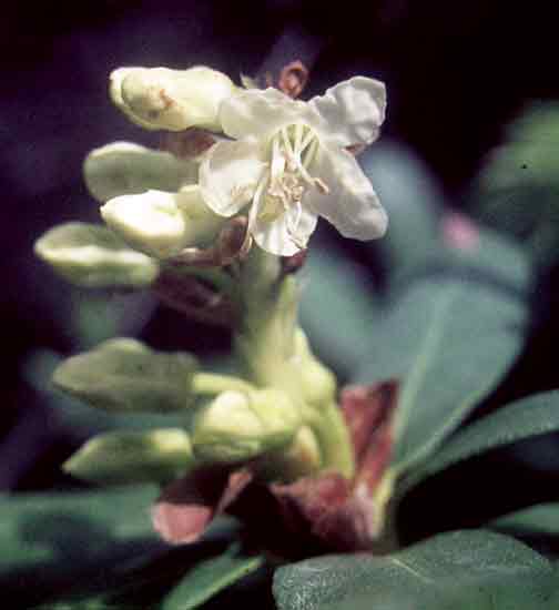 Rhododendron afghanicum
flower and buds.