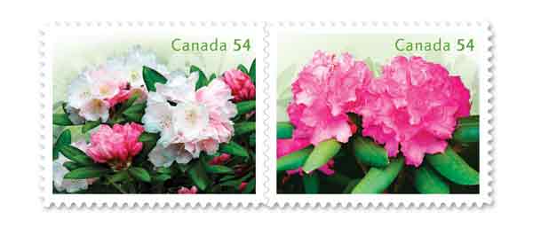 Rhododendron postage
stamps