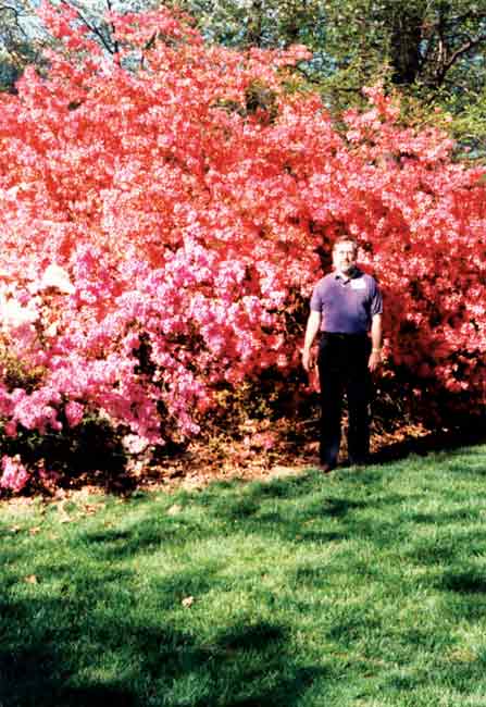 Behind the pink azalea in the
foreground is a tall specimen of 'Ambrosia'