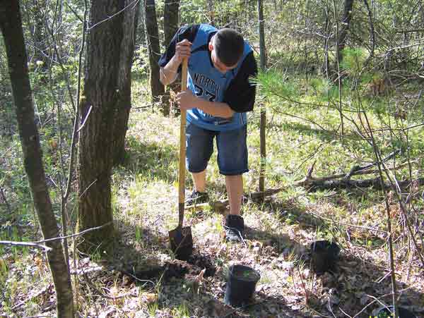 A student plants box huckleberry 
at the test site.