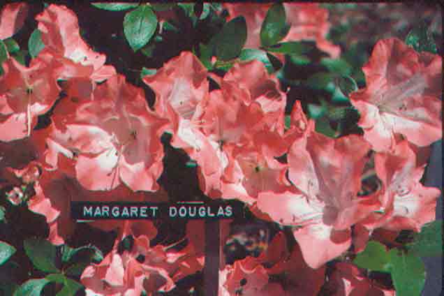 Back Acres 'Margaret Douglas'