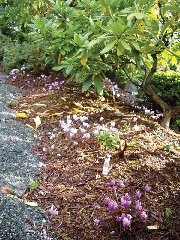 Cyclamen hederifolium 
in the fall.