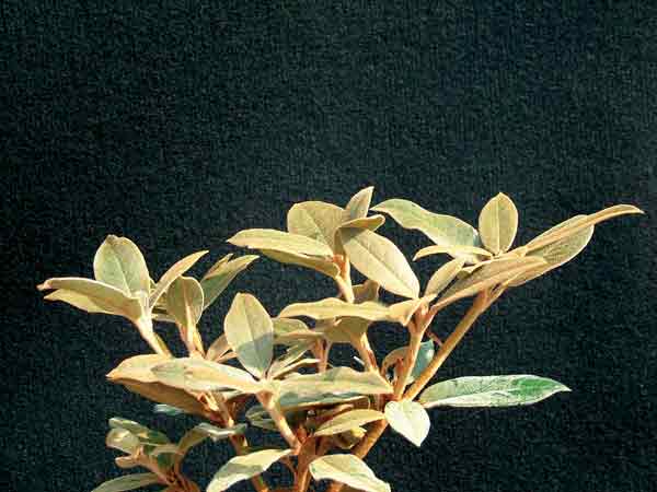 Rhododendron bureavii 'Gruga'