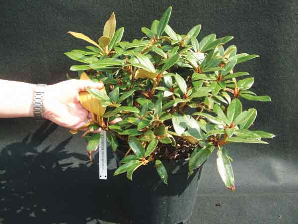 Rhododendron hobbiense, compact form