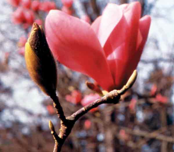 Magnolia sprengeri 
var. springeri 'Diva'