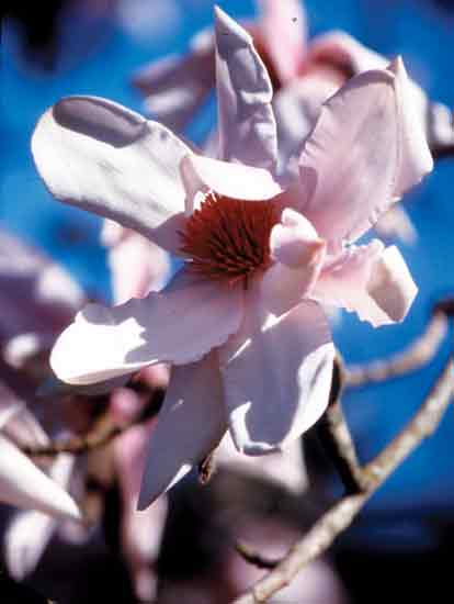 Magnolia sargentiana 
var. robusta
