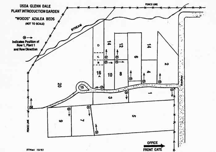 Fig.5: Map of the Azalea 
Woods at the Glenn Dale Plant Introduction Station.