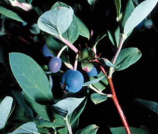V. deliciosumm berries