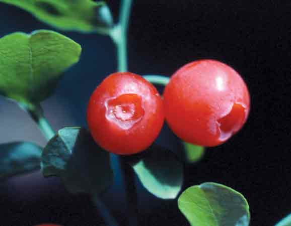 V. parvifolium berries