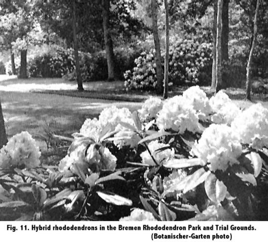 Hybrids in Bremen Rhododendron Park