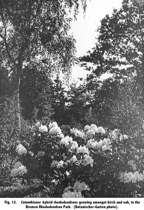 catawbiense hybrids in Bremen Rhododendron Park
