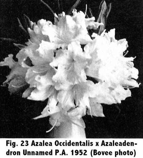 R. occidentale x azaleodondron