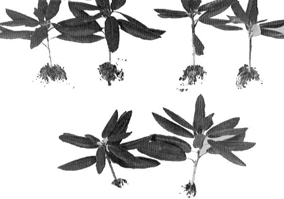 R. catawbiense 'Roseum Elegans' subjected to the tripped wound treatment 
and Hormodin 3 (top row) and unwounded and Hormodin 3 (bottom row)