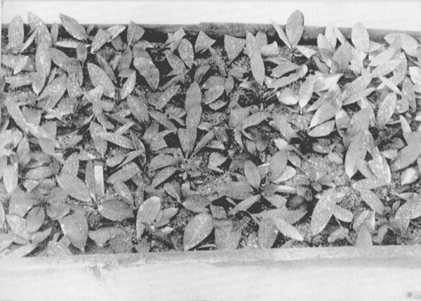 Rooted rhododendron cuttings spaced 2½ inches in the cold frame