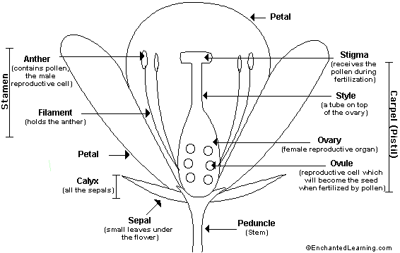 Anatomy of a Flower. Image shows the Parts of the flower including petals. Below the petals are small leaves called sepals (all the sepals together are called the Calyx), and below the sepals is the stem (Peduncle).This illustration details the reporoductive parts of the flower with female parts grouped on the right side and male parts grouped on the left side. The Carpels are the female reproductive organs and stamens are the male reproductive organs. The Carpels are listed on the right and from top to bottom.  They read Stigma (receives the pollen during fertilization), Style (a tube on top of the ovary), Ovary (female reproductive organ), and Ovule (reproductive cell which will become the seed when fertilized by pollen).  The Stamen are listed on the left and from top to bottom read Anther (contains pollen, the male reproductive cell) and Filament (holds the anther). Image taken from Enchanted Learning, url http://www.enchantedlearning.com/subjects/plants/printouts/floweranatomy.shtml.