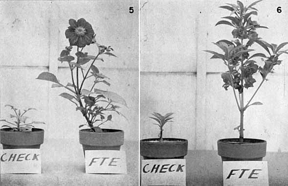 Plants grown in sand culture with and without the addition of trace elements