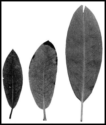 Leaf samples taken from the experimental plants