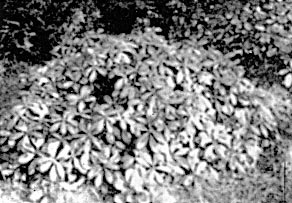 R. chrysanthum