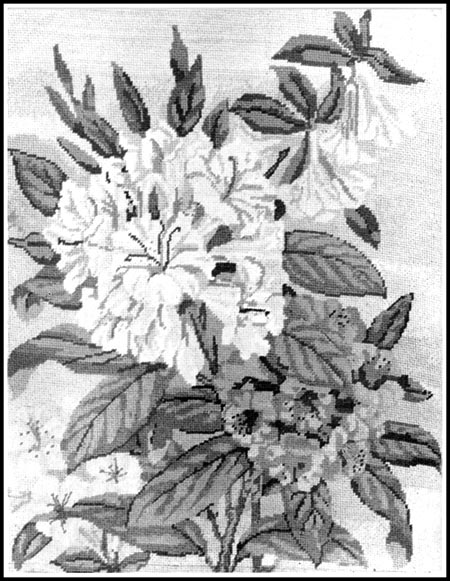 Needlepoint showing R. cinnabarinum, 'Kewense', arboreum