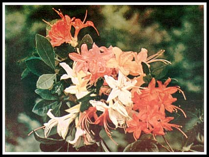 Natural azalea hybrids
