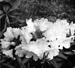 R. yakushimanum flower