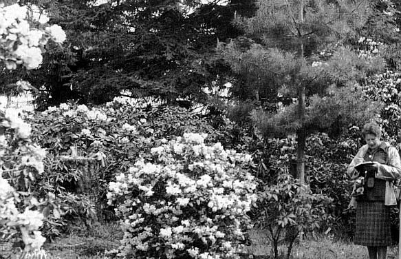Oregon rhodendron garden