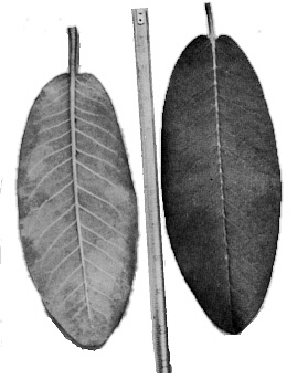 Leaves of R. auriculatum