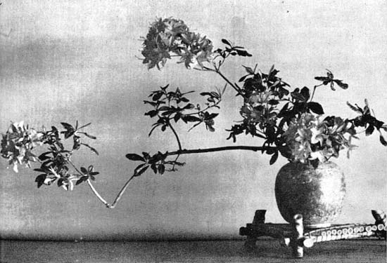 Rhododendron arrangement