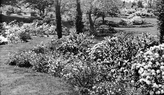 Hardy rhododendrons in the Dexter garden
