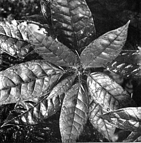 Foliage of R crinigerum Rock