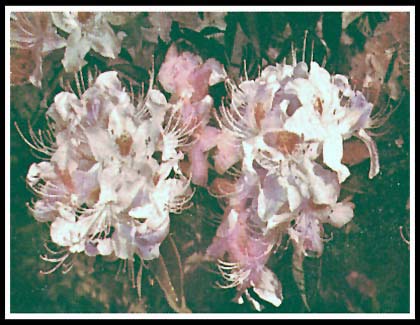 Rhododendron chartophyllum