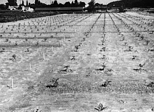 Rooted cuttings set out in March, 1958, picture taken July, 1958