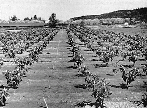 Same plants photographed in October, 1959