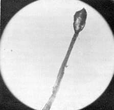 Bristly, gland tipped hair of R. glischrum
