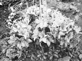 Dwarf deciduous azalea
