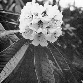 R. uvarifolium
