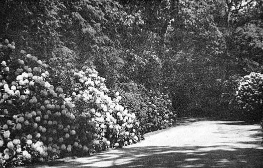 Large rhododendrons at the Bayard Cutting Arboretum
